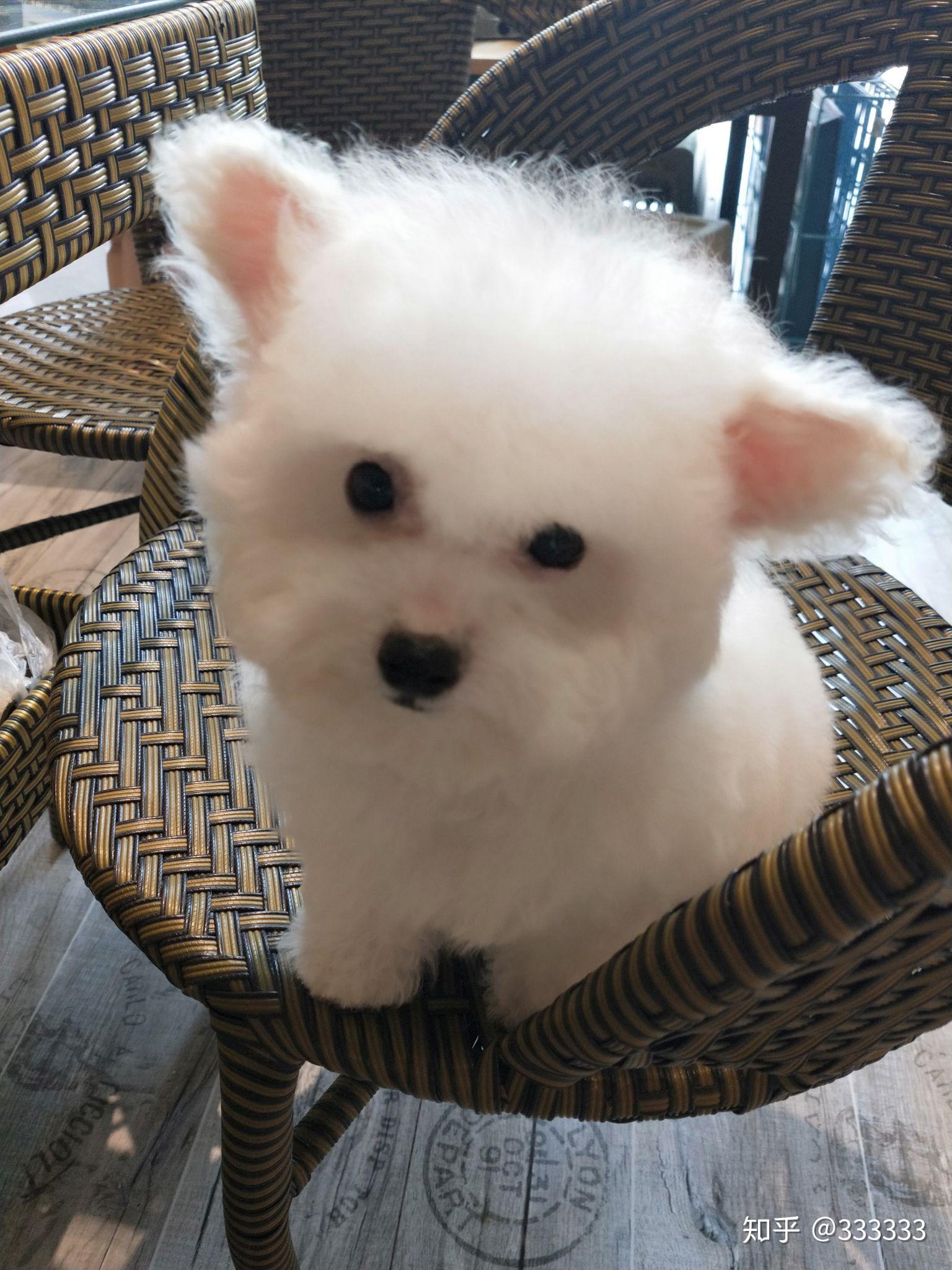 养一只飞耳泰迪是一种什么样的体验