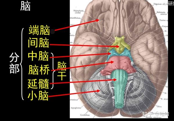 内侧膝状体、外侧膝状体 - 知乎