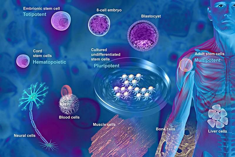 干细胞的种类 1 人 赞同了该文章 发布于 2020