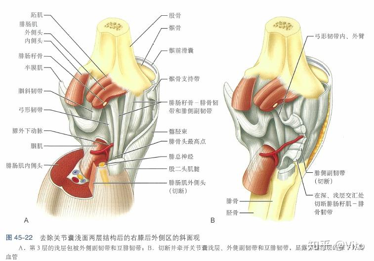 膝关节解剖 