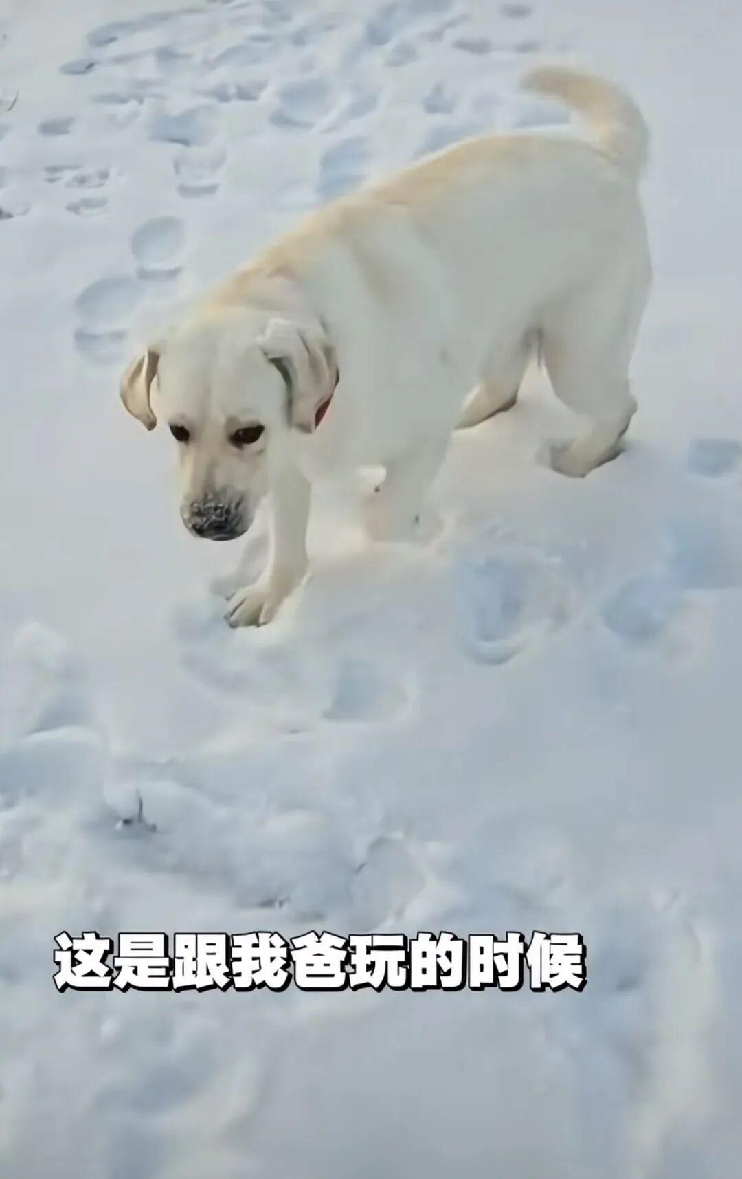 过年带狗回家，返城时带不走了…妹子无语：狗把我遗弃了！ - 知乎