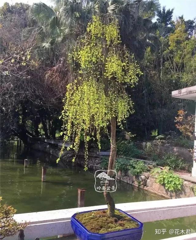 鬼斧神工赏盆景之十:垂枝式盆景