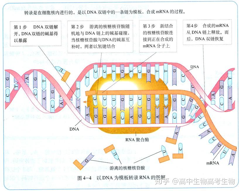 高中生物·遗传信息的转录过程