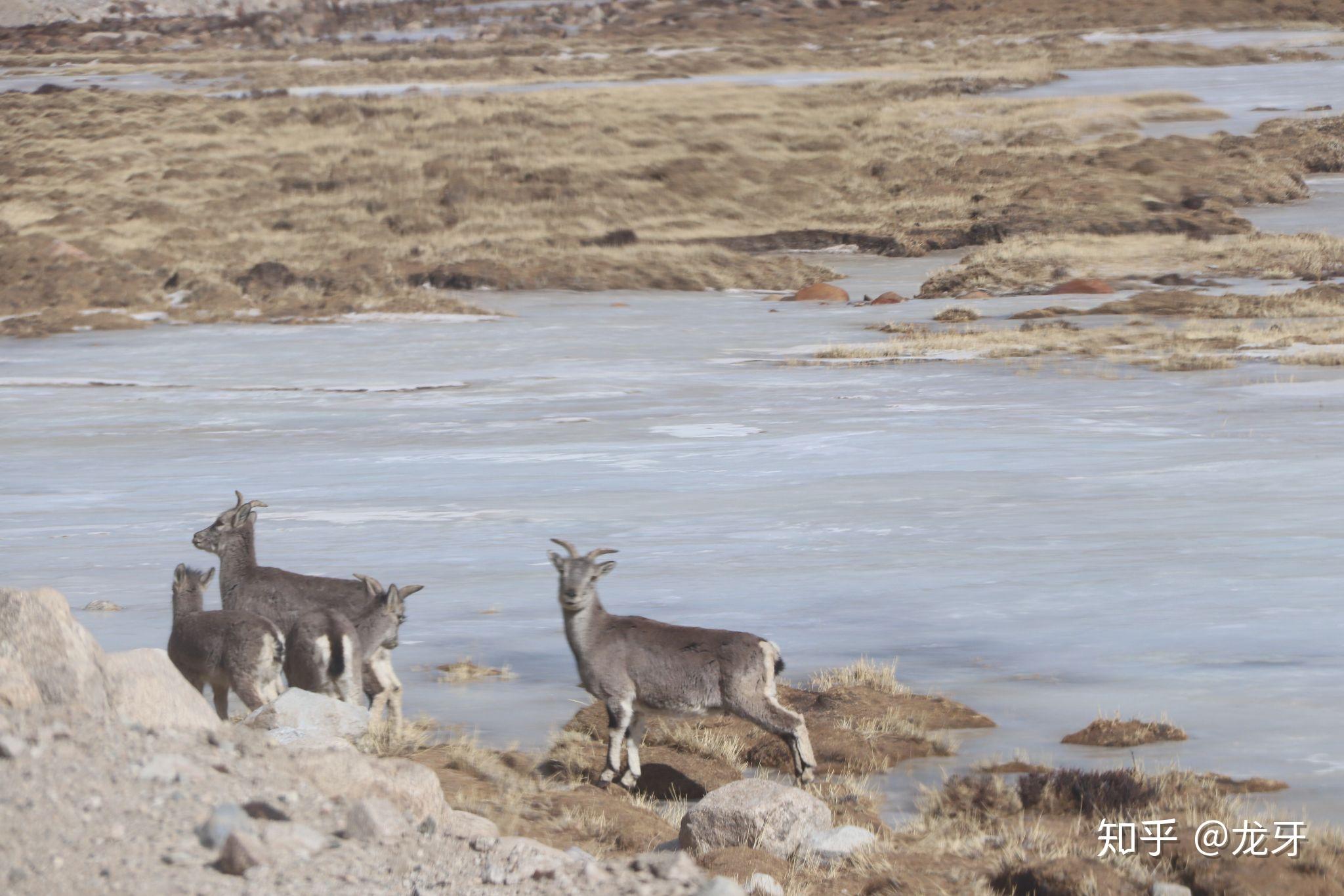 那个吃竹鼠的华农兄弟有人觉得残忍吗?