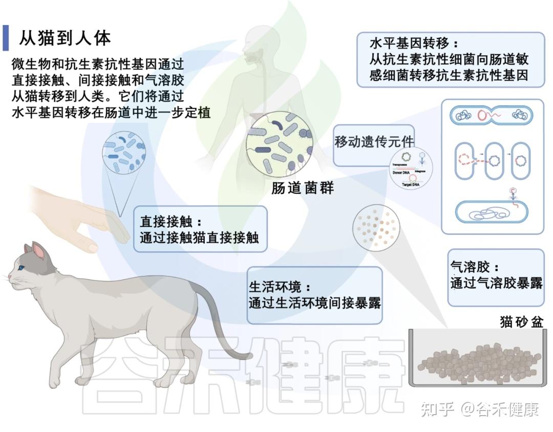 寵物貓可能塑造人類腸道中的抗生素耐藥性和益生菌