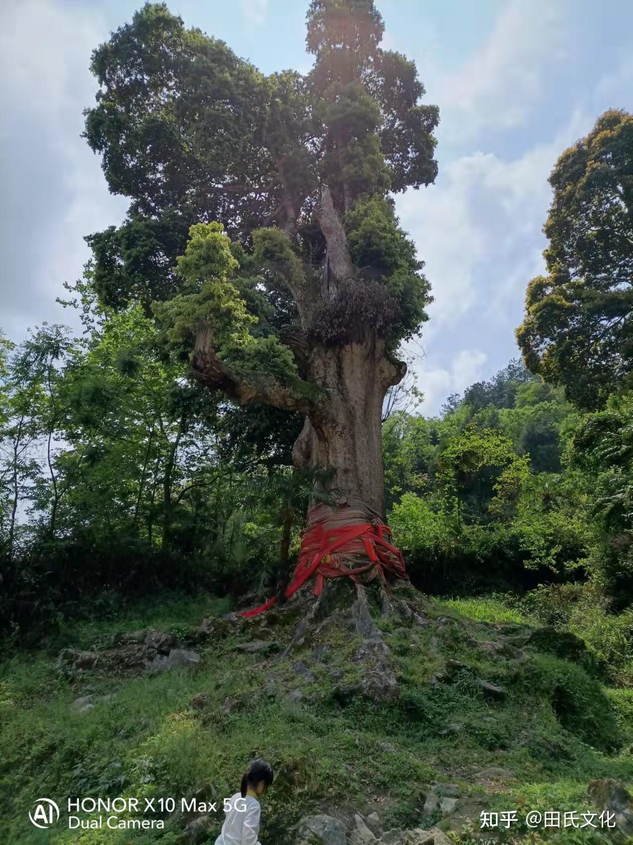 田氏文化千年神树亚洲楠木王文田福宏