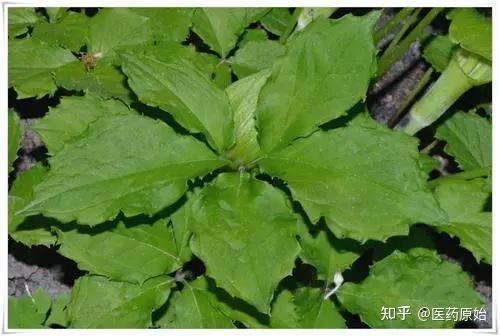 異葉天南星天南星天南星為天南星科植物天南星arisaema erubescens