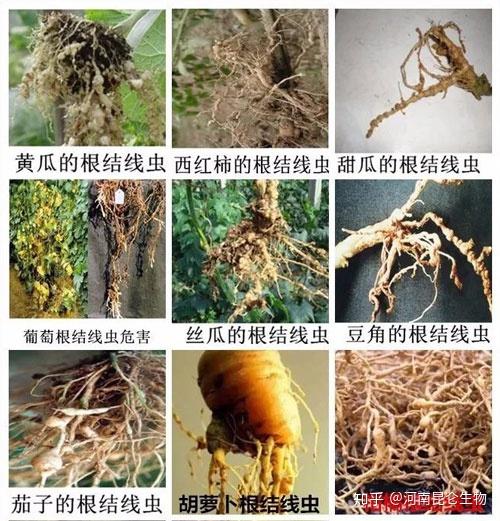 根结线虫用什么药好?根结线虫特效药喜地郎在这里! - 知乎