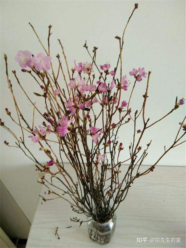 堪称“神奇”的干枝，遇水能开花的内幕，必须让每一个花友都知道 - 知乎
