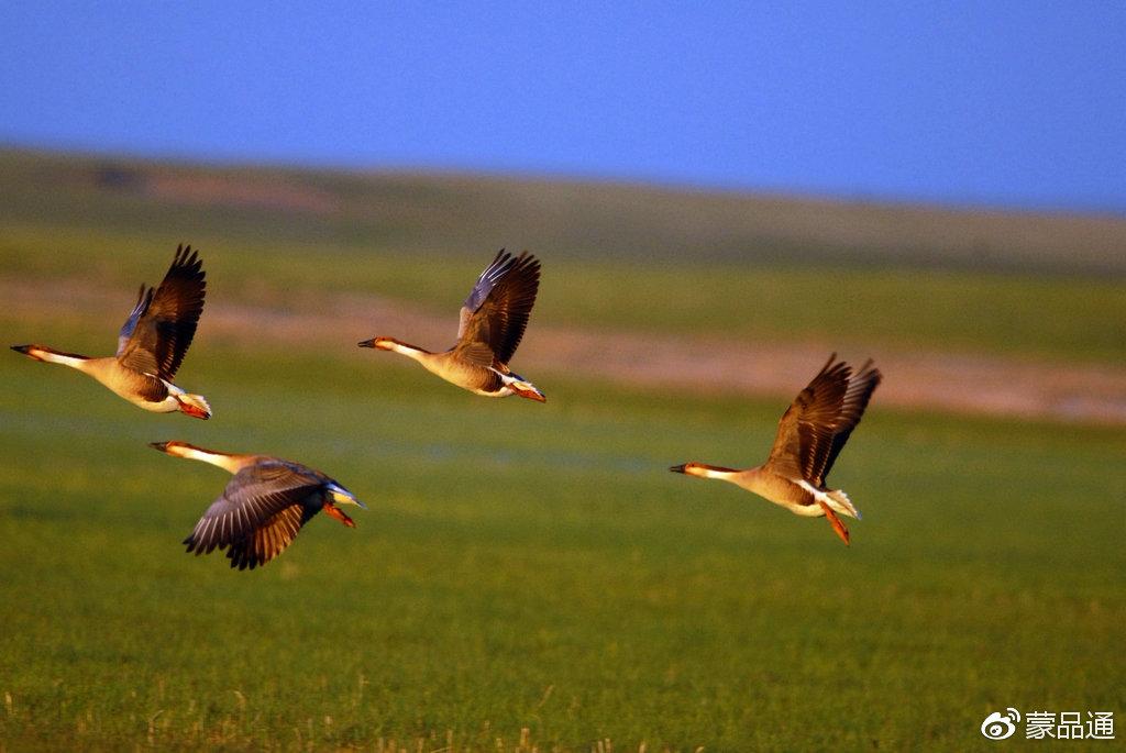 阿斯汗《鸿雁》马头琴