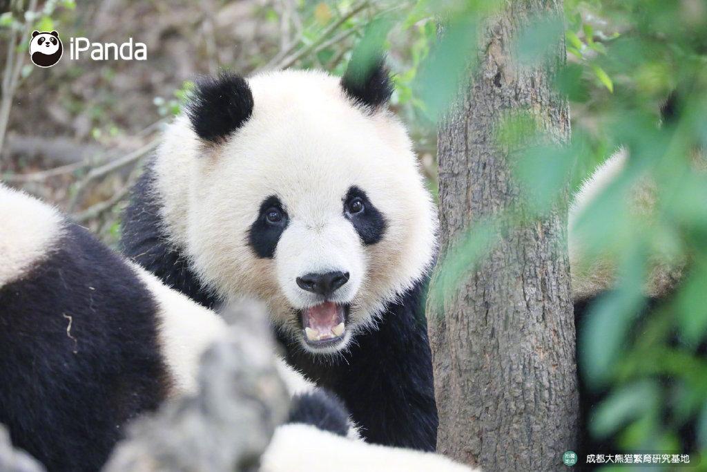 四川鞍子河保护区拍摄到野生大熊猫活动影像