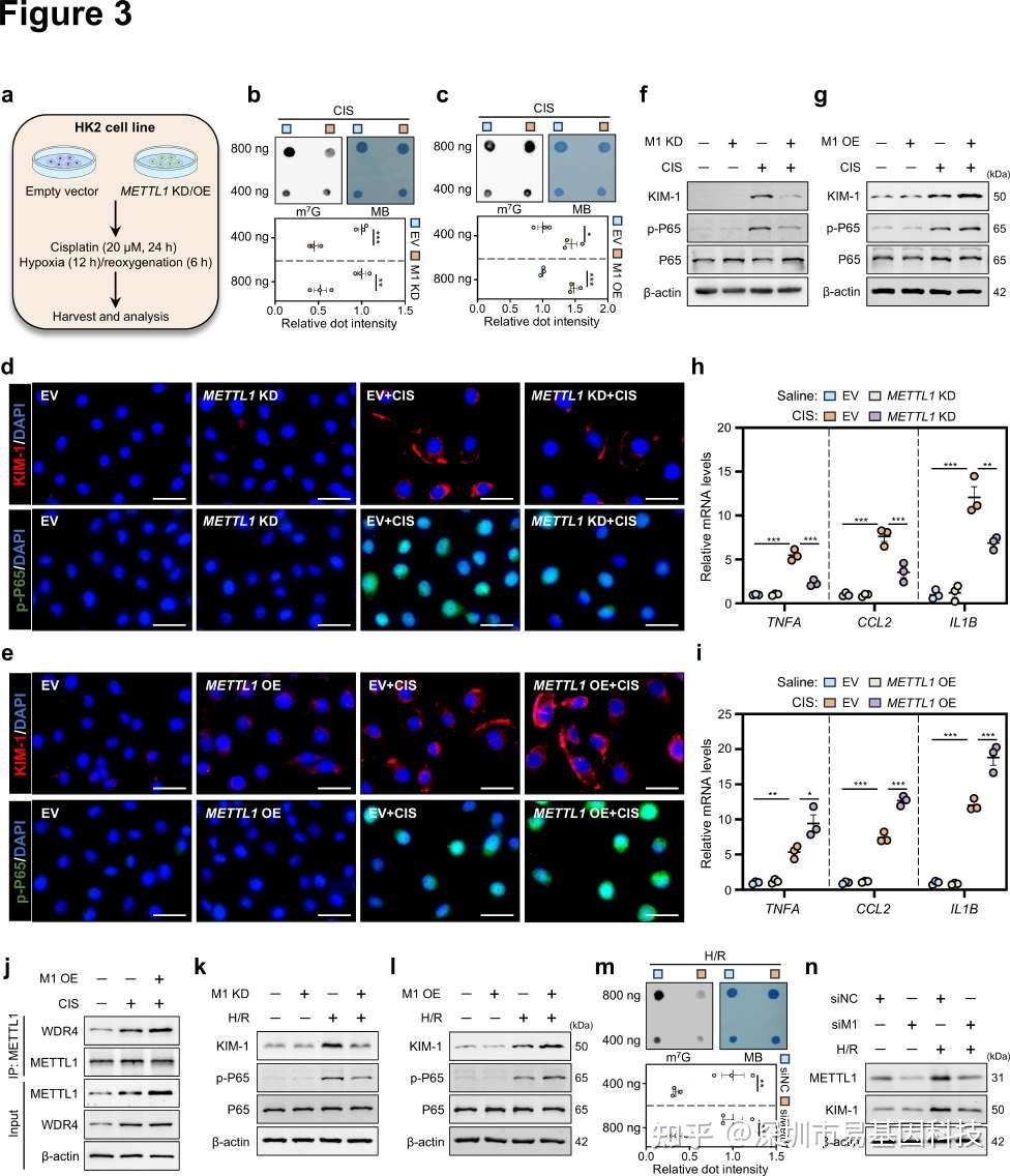 Kidney Int/IF12.6：安徽医科大学孟晓明团队MeRIP-seq等揭示METTL1介导的RNA m7G甲基化在急性肾脏炎症中的致病 ...