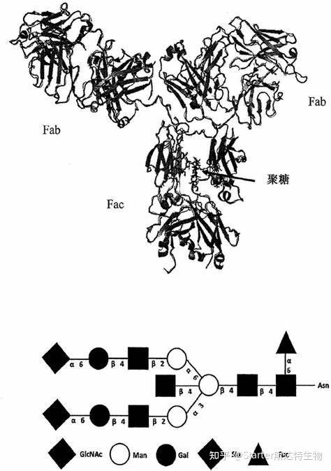 内切糖苷酶的分子特性与糖蛋白组学应用研究进展 知乎 
