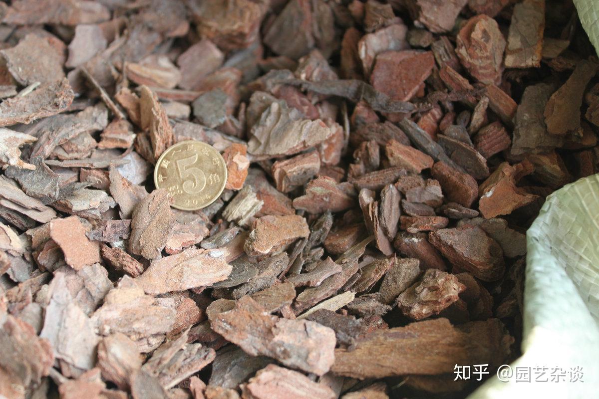 松树皮拿来养花好处多,正确使用是关键! - 知乎