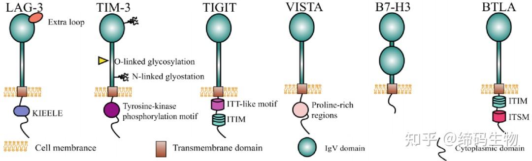 肿瘤免疫靶点 | TIM-3 - 知乎