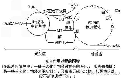 無氧呼吸Ⅰ.種類(1)酒精式:葡萄糖在酶催化下