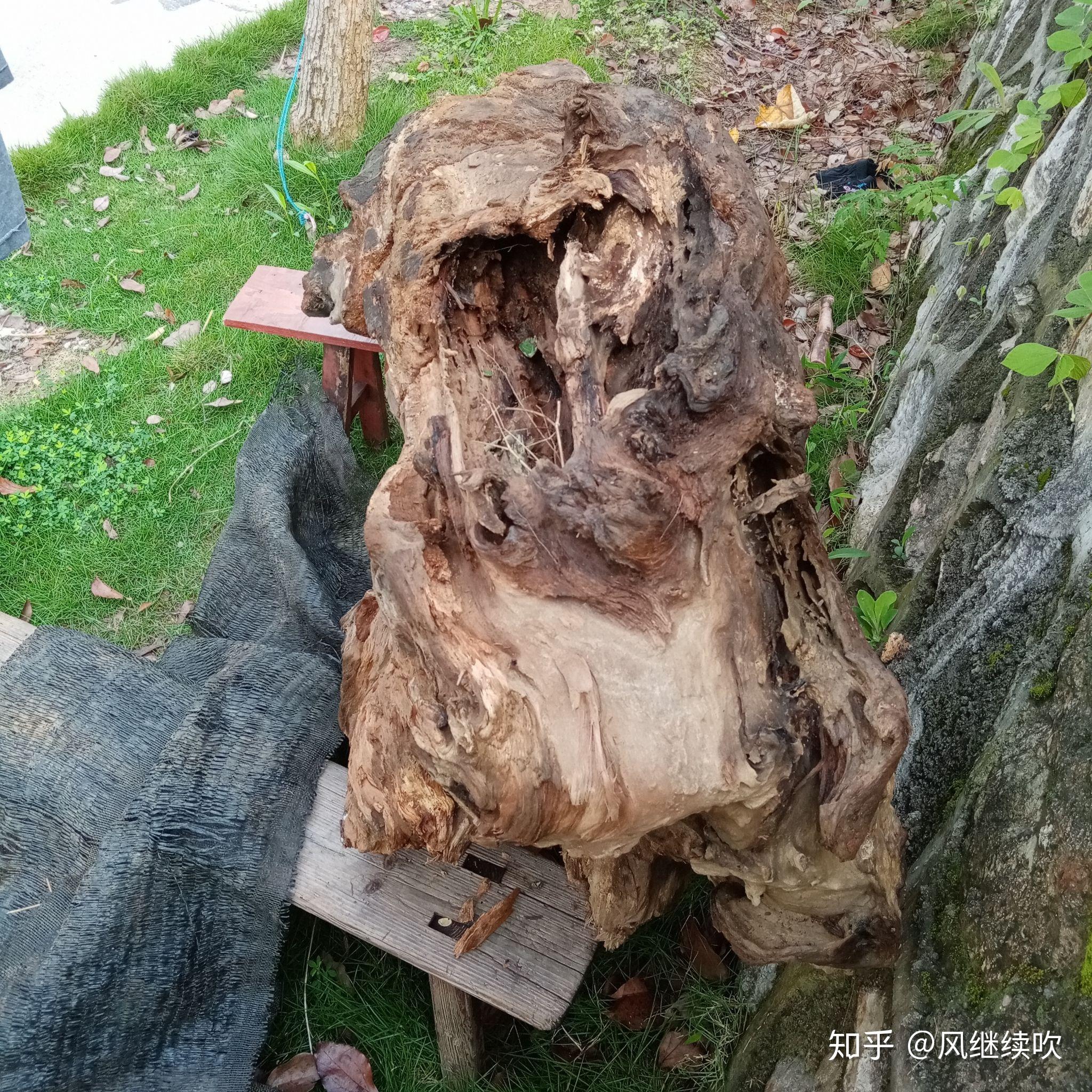 挖出来的,一个动物头骨化石,这个树根搬动了一下,它会自动流出油性的