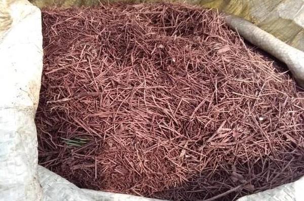 想要杜鹃花暴盆 做到这5点 轻松暴盆 知乎