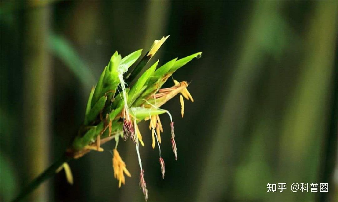 “竹子开花,马上搬家”,竹子开花真的是不祥征兆吗? - 知乎