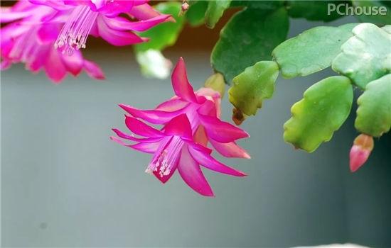 秋冬季选这几种花卉 让家里依然春意常驻 知乎