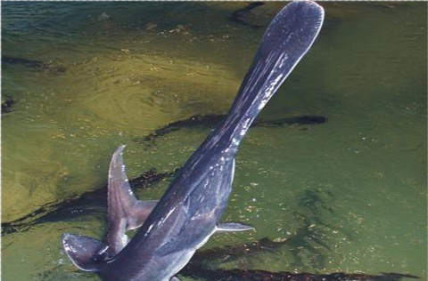 鸭嘴鱼(美国匙吻鲟,鸭嘴鲟)