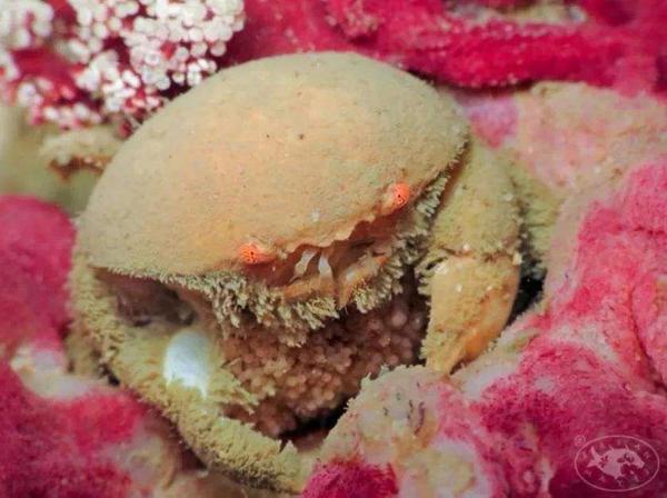 经常被迫害的肥胖秃头蟹.