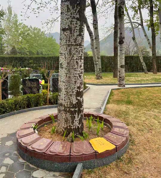 广州树葬图片