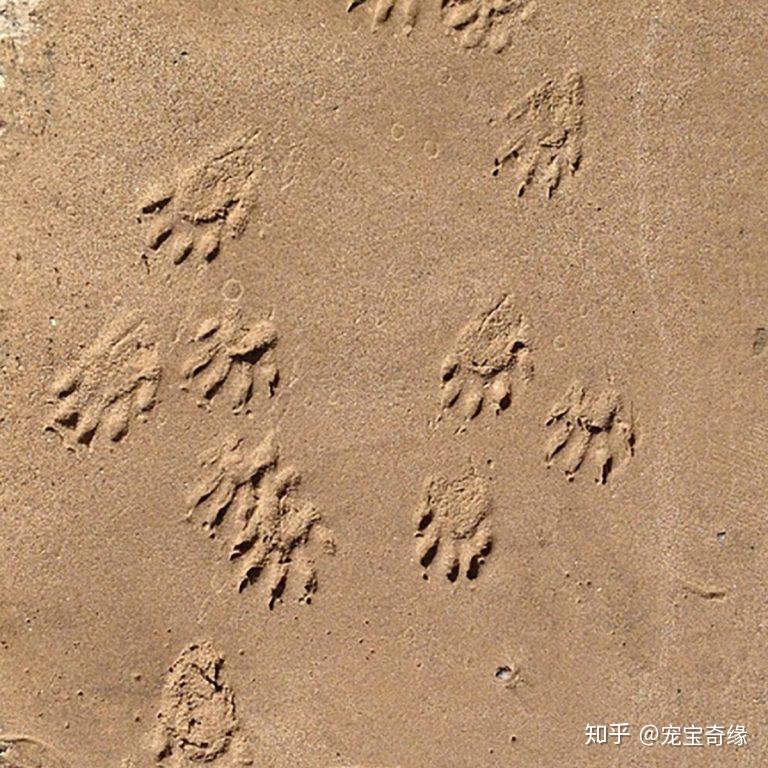 答案:鸽子答案:鹿下面这些脚印可能在不同的地区才能看到,有些可能就