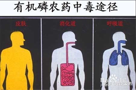 缺乏,每年都会有孩童和农业劳作者因为误食或被动吸入含磷农药中毒