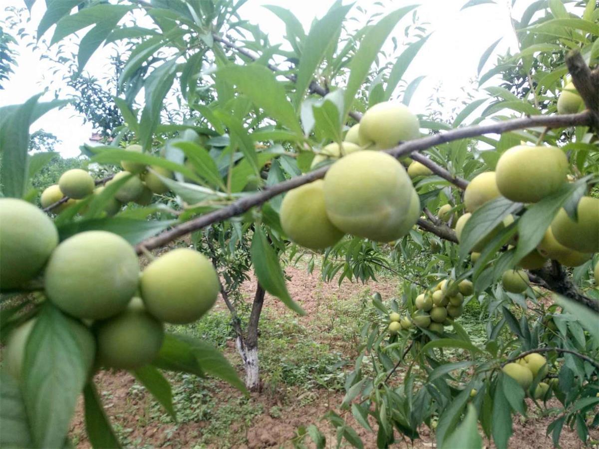 产量却不高,因此种植蜂糖李需要注意保花保果,在蜂糖李开花前,开花中