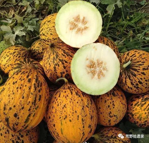 甜瓜分类及新疆甜瓜（哈密瓜）品种概述 - 知乎