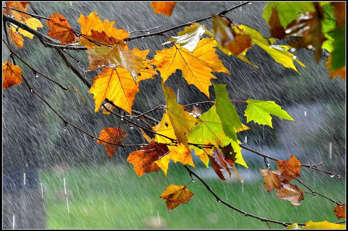 秋雨高清壁纸-千图网