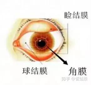 結膜 眼球