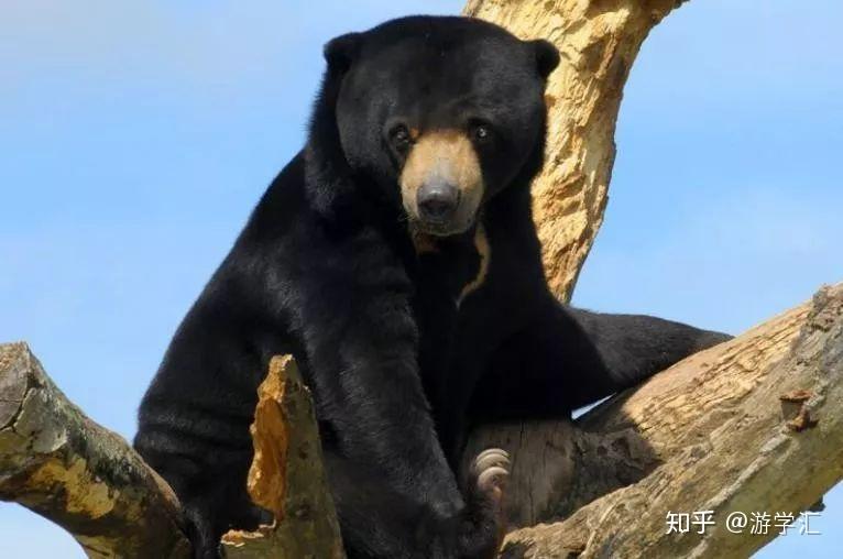 寒假要到了,一起去马来西亚遛娃! 知乎