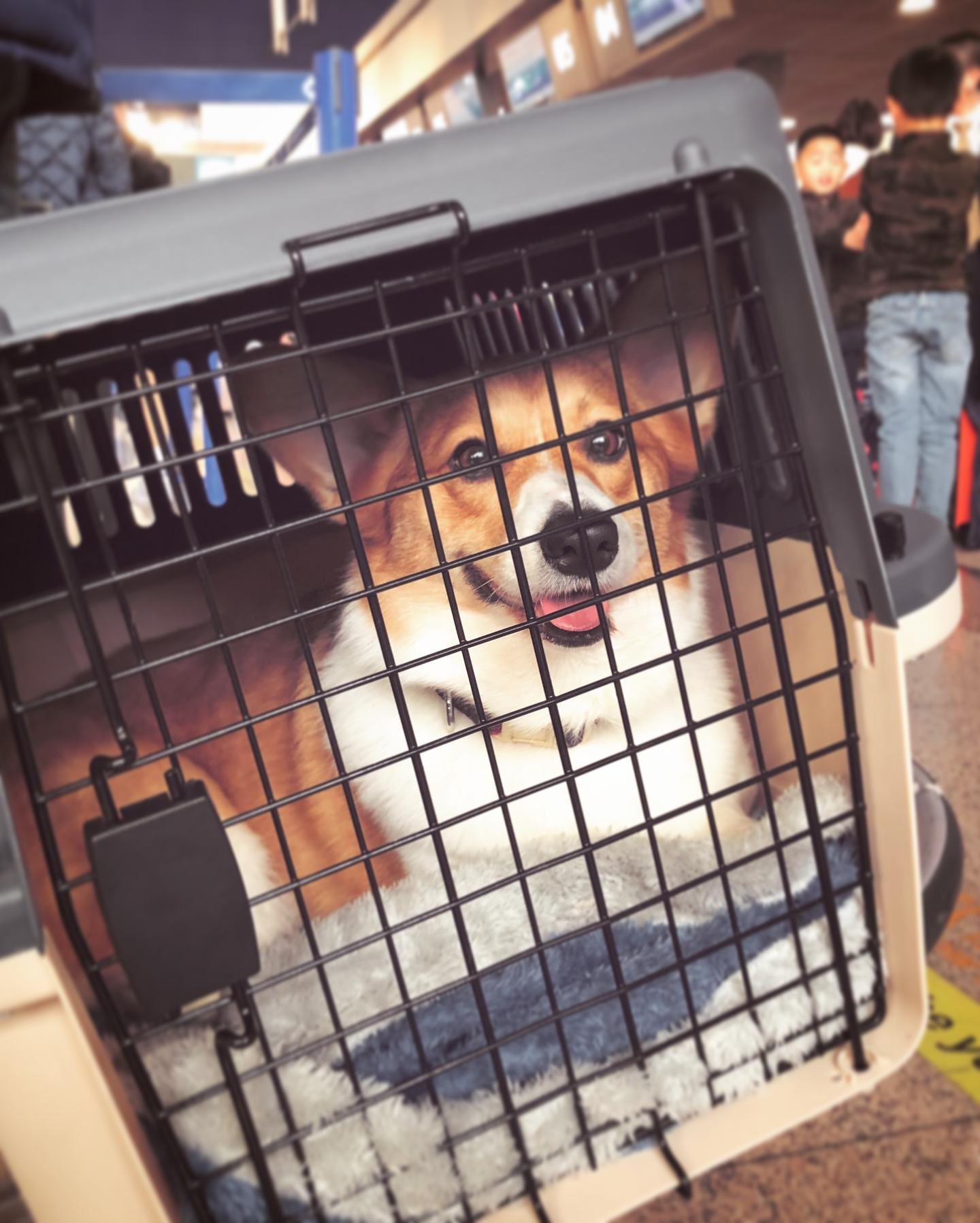 超强攻略 | 乘飞机办理宠物托运,拢共分几步?