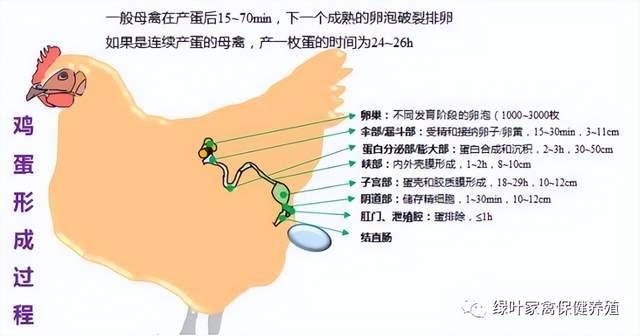 蛋鸡究竟是如何做到高效生产? - 知乎