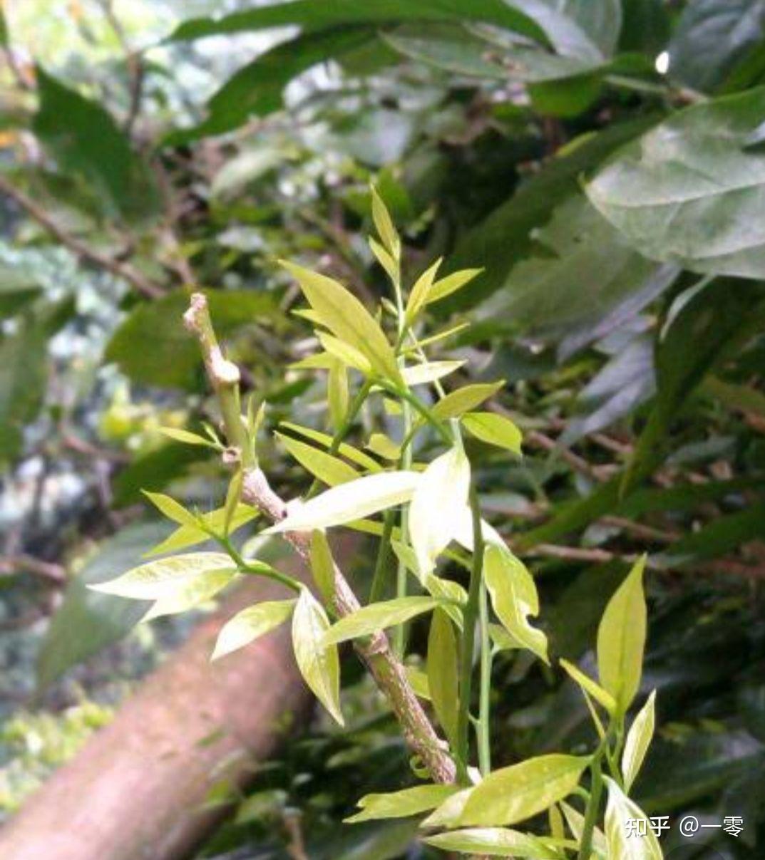 云南野生甜菜 - 知乎