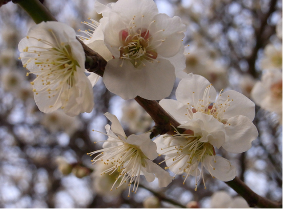 国花知多少亚洲篇
