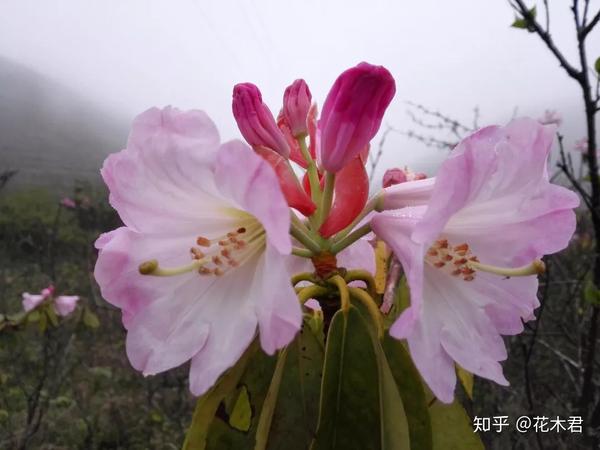 扇花季節花蓋物 9客 蓋は10枚-