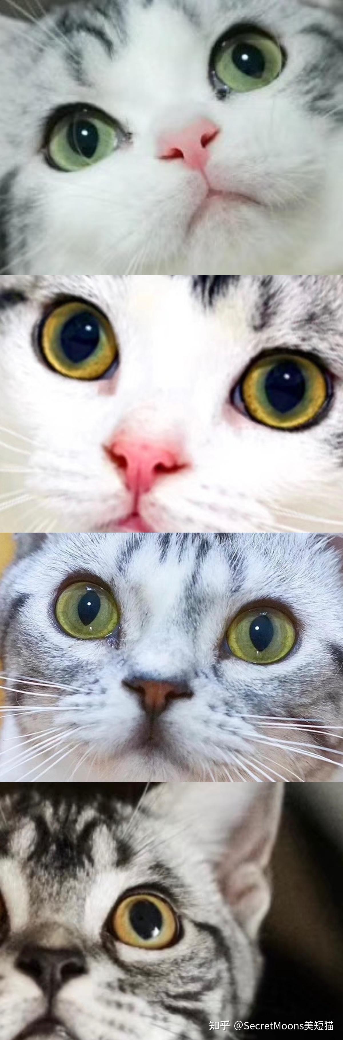 美国短毛猫眼睛图片