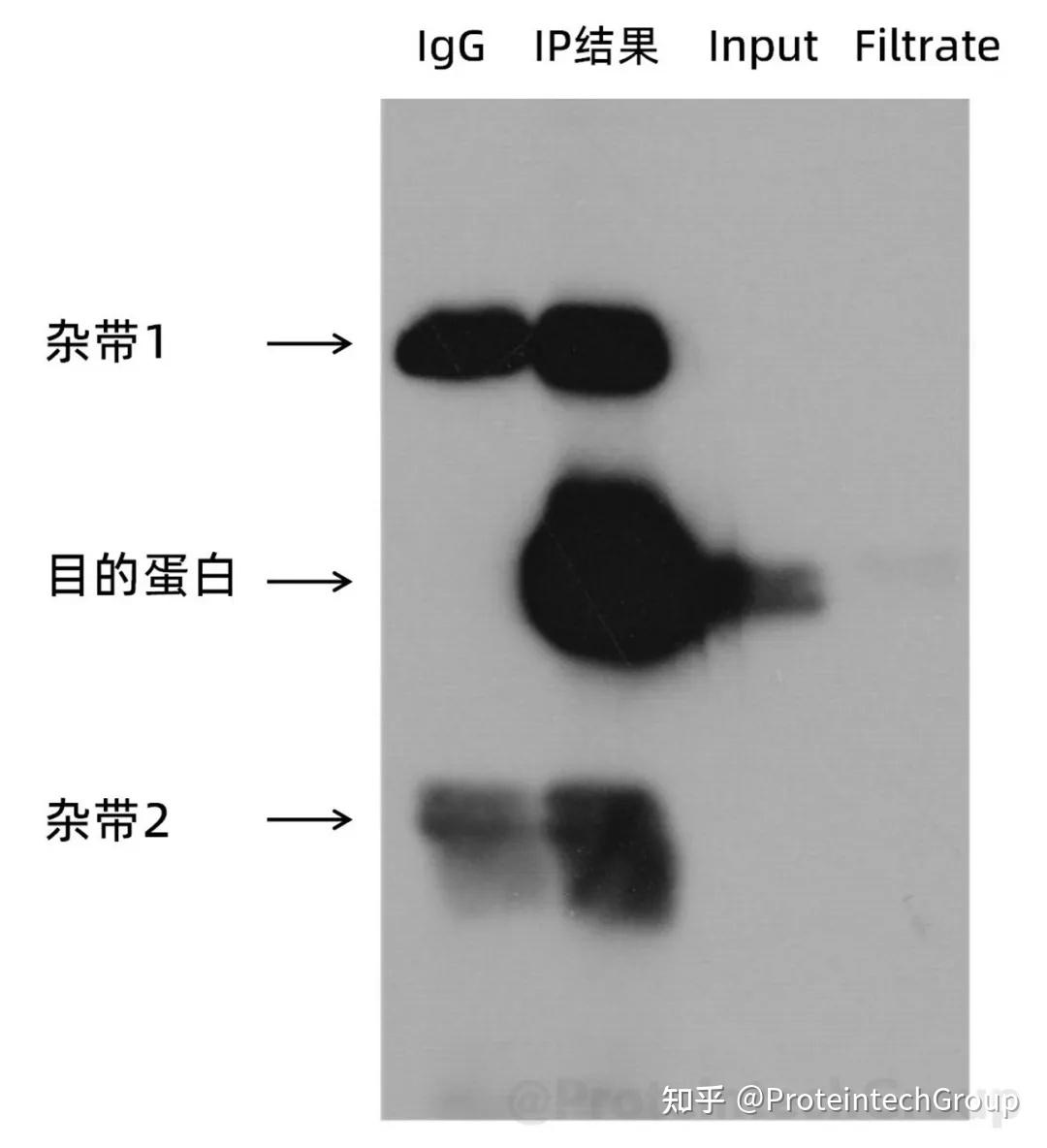 为什么IP/Co-IP结果中有明显杂带?这份自查指南请收好 - 知乎