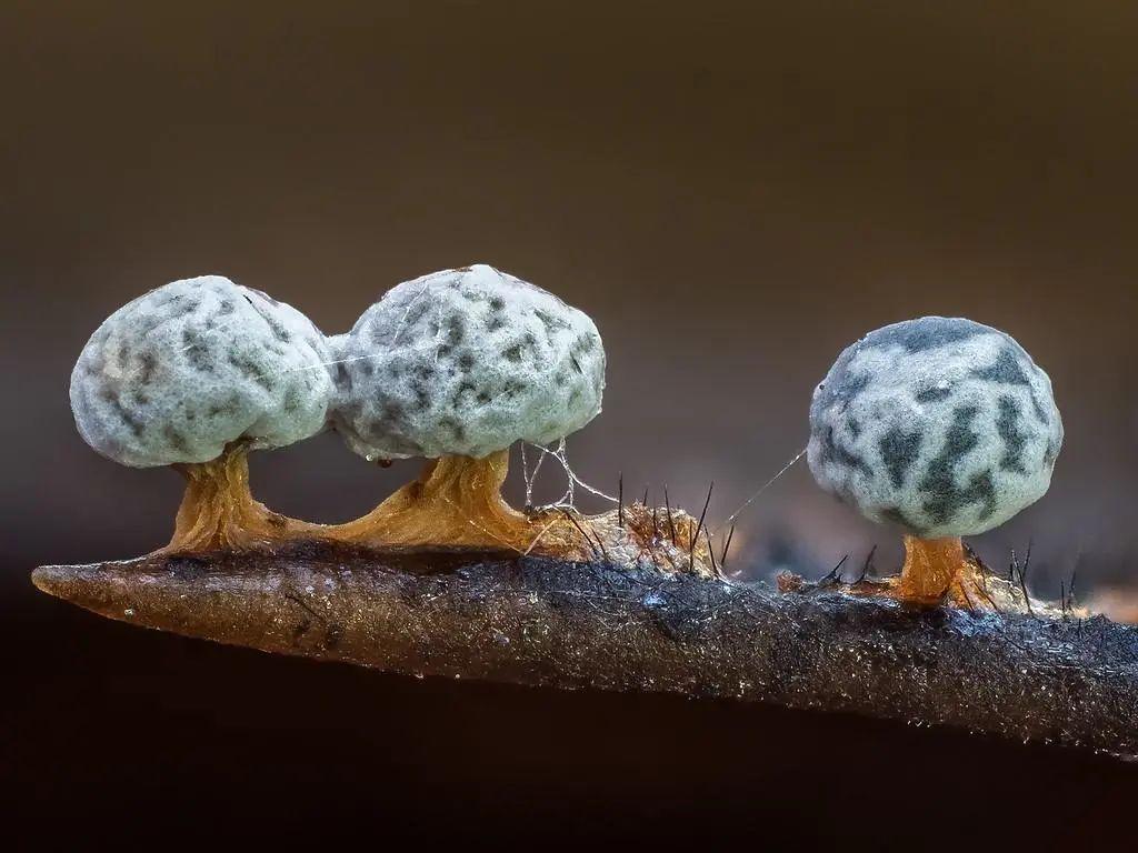 窥探罕见微观世界，摄影师把1毫米的黏菌，放大了上百倍 - 知乎