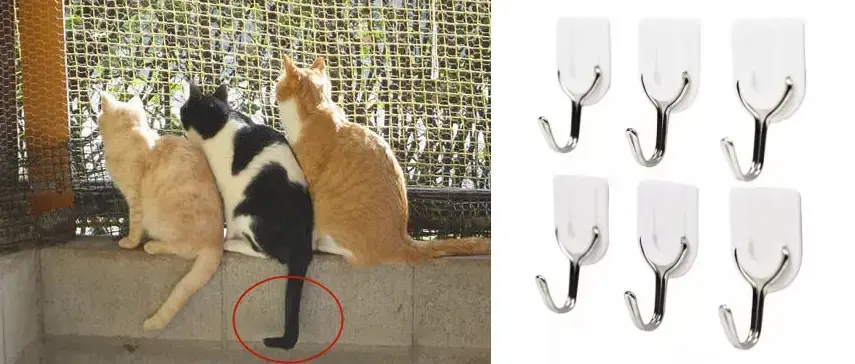 我家猫的尾巴怎么像猪尾巴?兽医:这是万里挑一的麒麟猫!