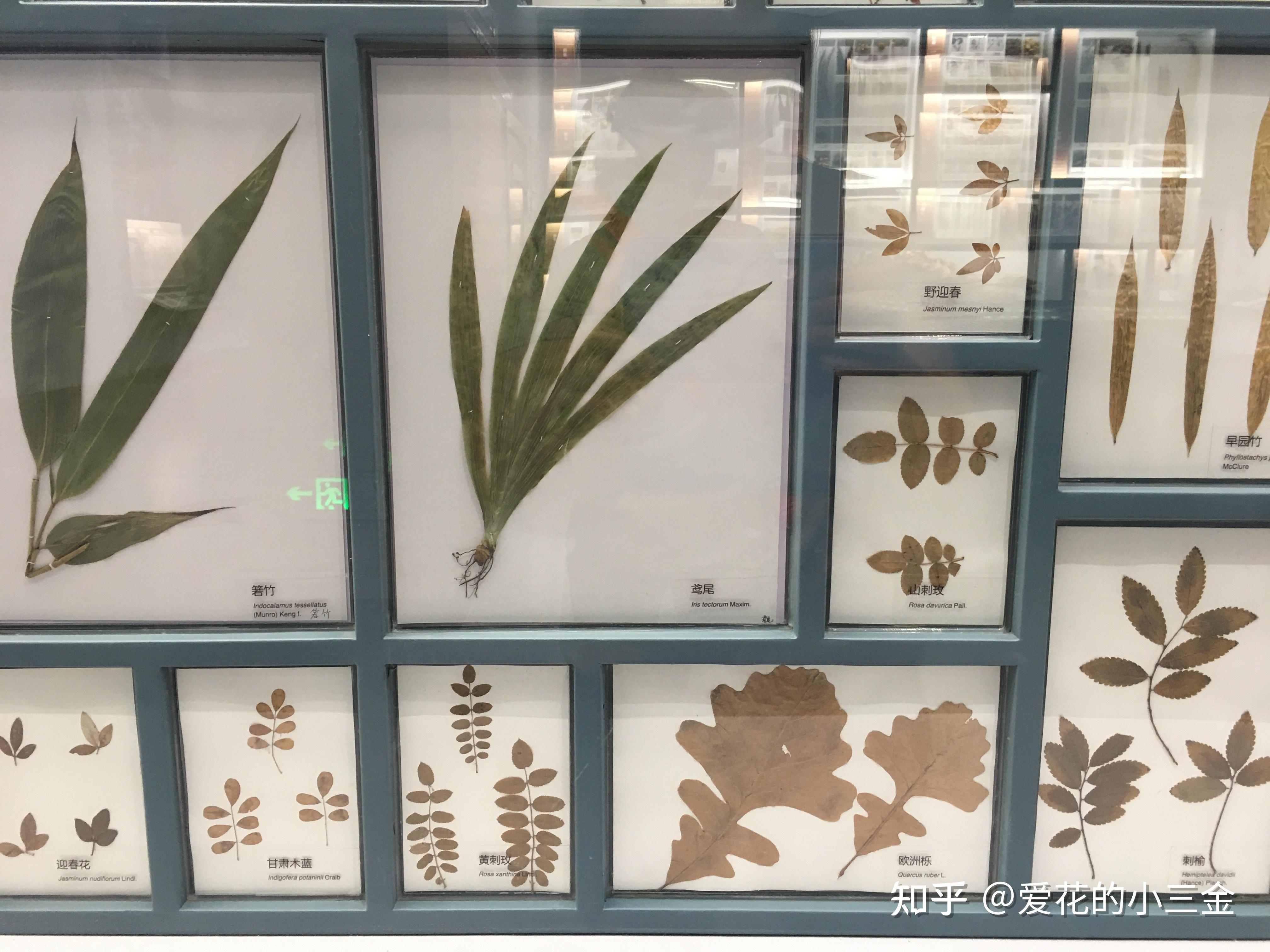 : 被子植物的繁盛