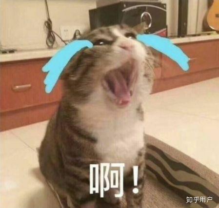 歪头猫搞笑 v2-963224c7a947f7fa20670dce72611a73_r.jpg