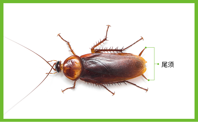 蟑螂尾须——负责远程探测
