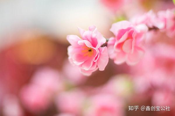 桃花的功效与作用 知乎