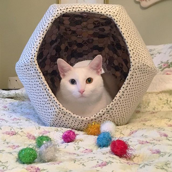 吸猫大会:泰国曼尼猫bosworth