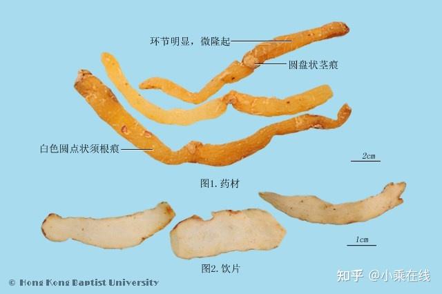 玉竹(中药材资料、植物图像、含玉竹的中成药) - 知乎