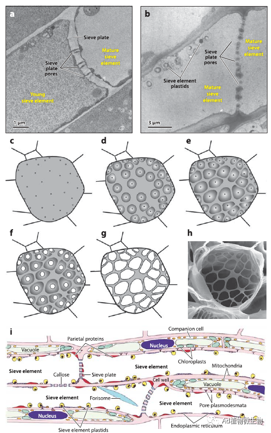 Annual Review Of Phytopathology Annual review of phytopathology